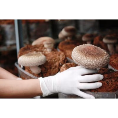 オーガニック王様生しいたけ