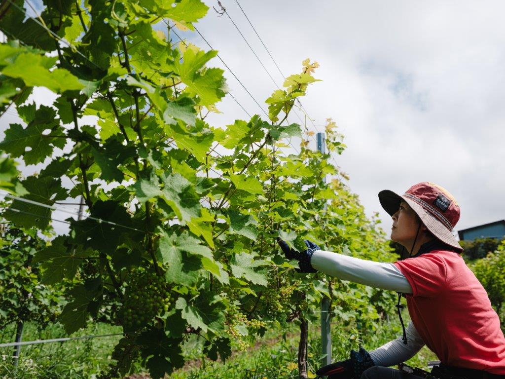 株式会社はこだてわいん